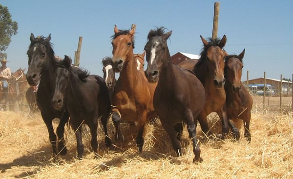 Venta de Caballos Baratos en Temuco: Guía Completa para una Compra Segura y Exitosa